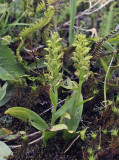 Platanthera azorica.5.jpg
