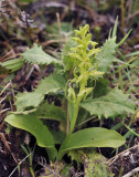 Platanthera azorica.6.jpg