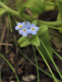 Myosotis maritima. Close-up.2.jpg