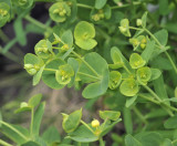 Euphorbia azorica. Closer.2.jpg