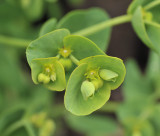 Euphorbia azorica. Close-up.jpg