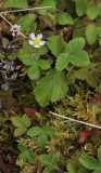 Fragaria vesca.2.jpg
