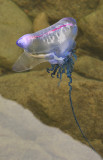 Physalia physalis.2.jpg