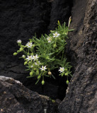 Spergularia azorica.2.jpg