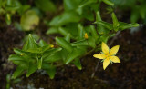 Lysimachia azorica.5.jpg