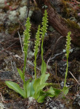 Platanthera pollostantha.3.jpg