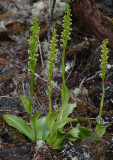 Platanthera pollostantha.4.jpg