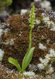 Platanthera pollostantha.6.jpg