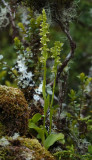 Platanthera pollostantha.jpg