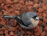 Fringilla coelebs moreletti.jpg