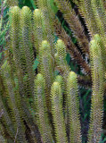 Huperzia dentata. Closer.4.jpg