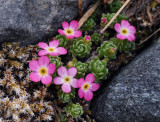 Androsace alpina.3.jpg