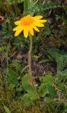 Arnica montana.jpg