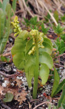 Botrychium lunaria.jpg
