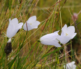 Campanula scheuchzeri. Almost white form.1.jpg