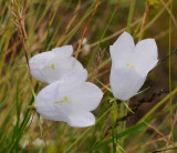 Campanula scheuchzeri. Almost white form.2.jpg