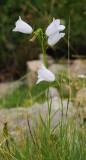Campanula scheuchzeri. Almost white form.jpg