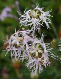Dianthus superbus. Closer.jpg