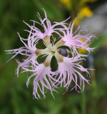 Dianthus superbus. Close-up.2.jpg