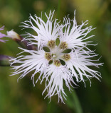 Dianthus superbus. Close-up.jpg
