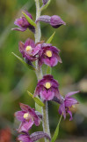 Epipactis atrorubens. Closer.jpg
