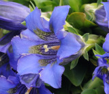 Gentiana acaulis. Close-up.jpg