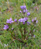 Gentiana anisodonta aff.jpg