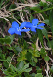 Gentiana bavarica.jpg