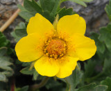 Geum reptans. Close-up.jpg