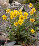 Geum reptans..jpg