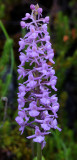 Gymnadenia conopsea. Closer.b.jpg