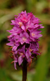 Gymnadenia hybrid. Close-up.jpg