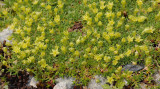 Minuartia sedoides.jpg