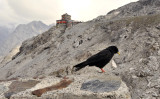 Passo del Stilvio. Alpenkauw.jpg
