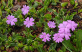 Primula integrifolia.jpg