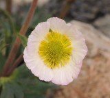 Ranunculus glacialis. Close-up.jpg