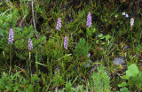 Roadside vegetation.jpg