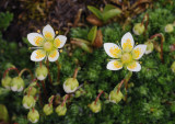 Saxifraga bryoides (2).jpg