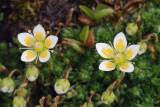 Saxifraga bryoides.jpg