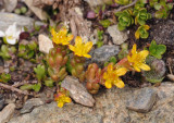 Sedum alpestre.jpg