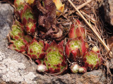 Sempervivum arachnoideum.5.jpg