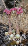 Sempervivum arachnoideum.12.jpg