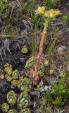 Sempervivum wulfenii. 3.jpg