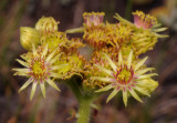 Sempervivum wulfenii. Close-up.2.jpg