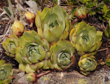 Sempervivum wulfenii.jpg