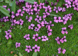 Silene acaulis.2.jpg