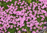 Silene acaulis.3.jpg