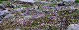 Soldanella pusilla.5.jpg