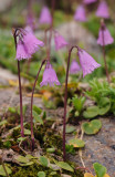 Soldanella pusilla.15.jpg
