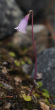 Soldanella pusilla.jpg